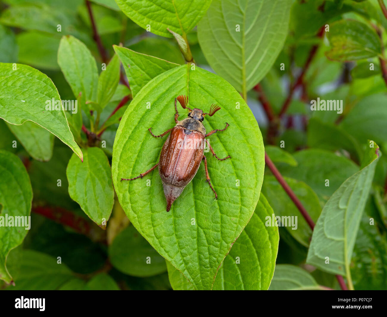 The common cockchafer Melolontha melolontha Stock Photo