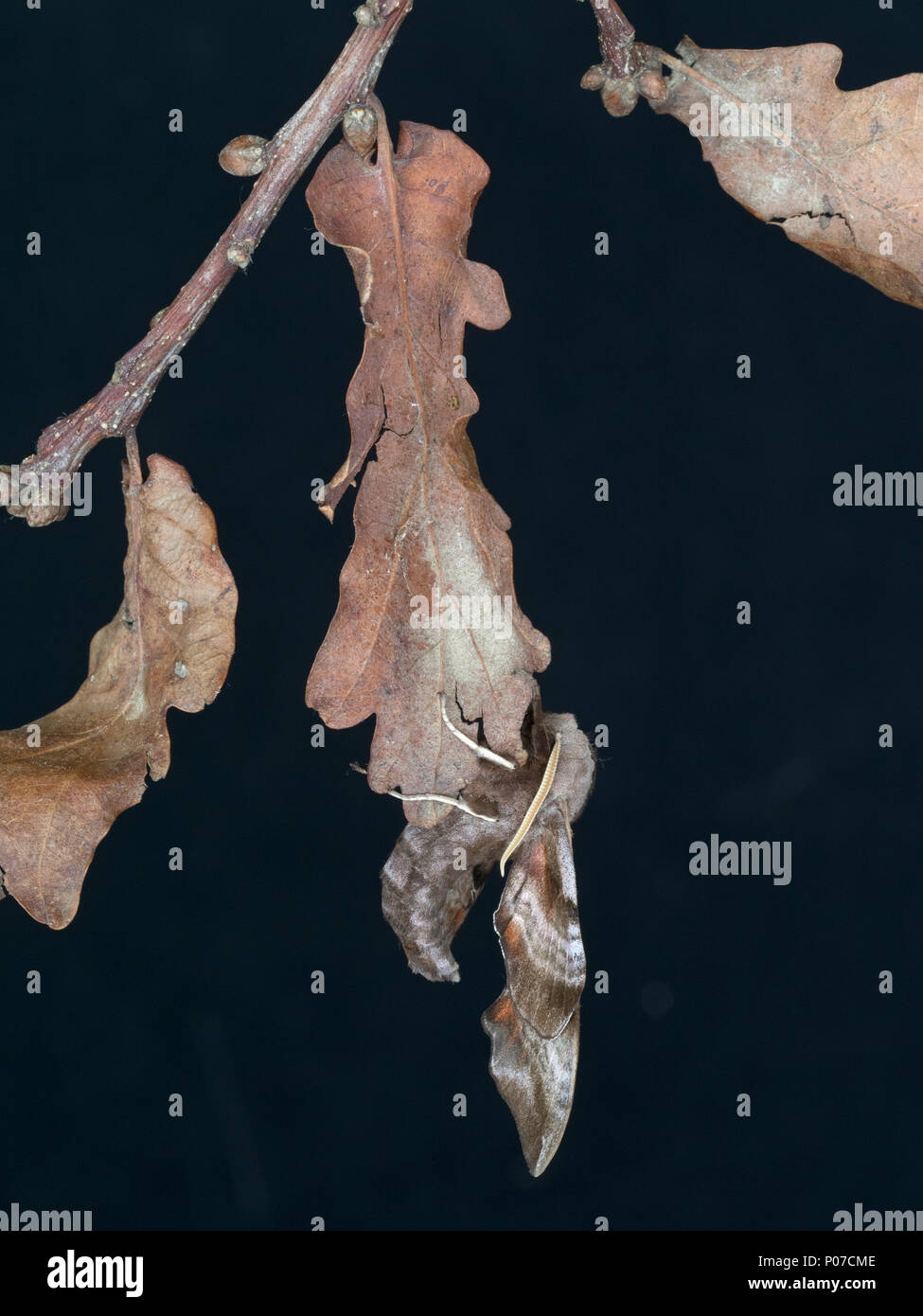 Eyed hawk-moth Smerinthus ocellat resting on dead leaves Stock Photo