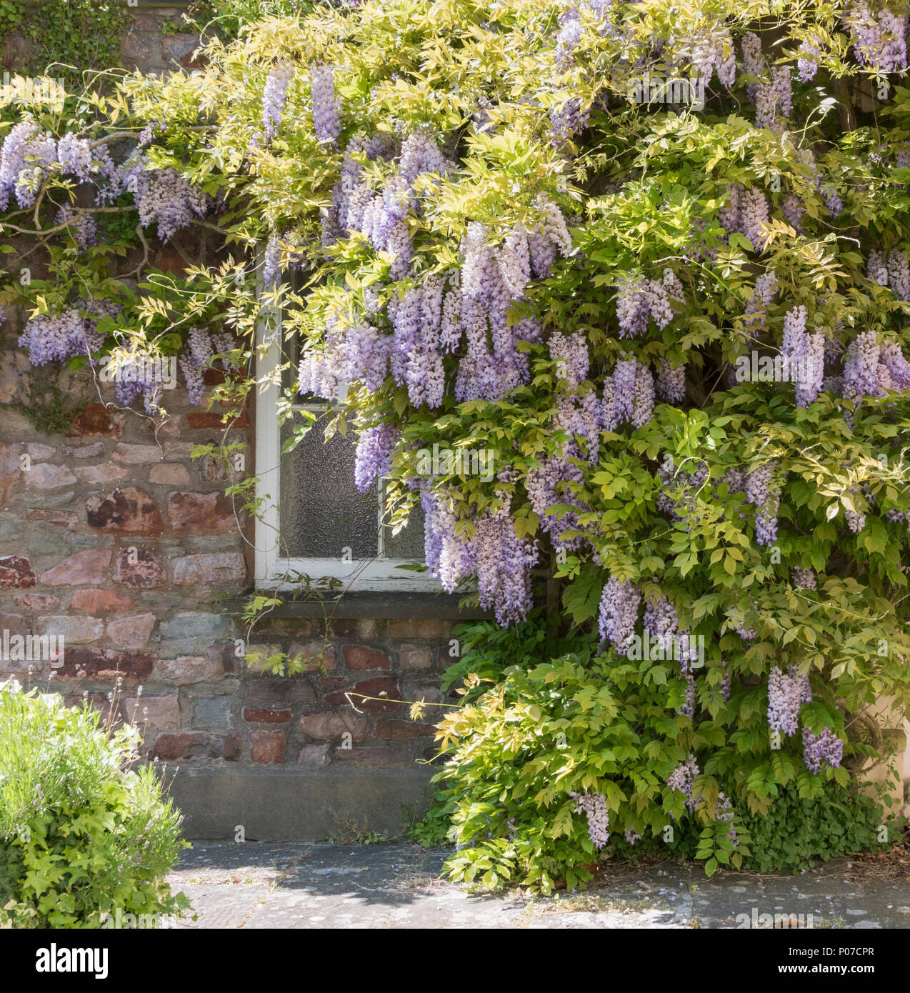 Wisteria covered houses in Hotwells, Bristol, UK Stock Photo