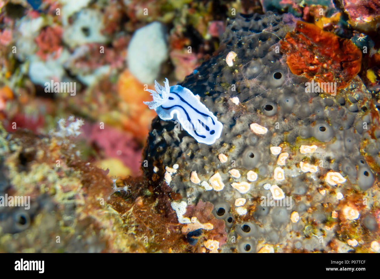 CEBU ISLAND, Philippines - May 9, 2018: underwater photo of blue nudibranch resting on corals. Diving on Cebu Island, Philippines. Stock Photo