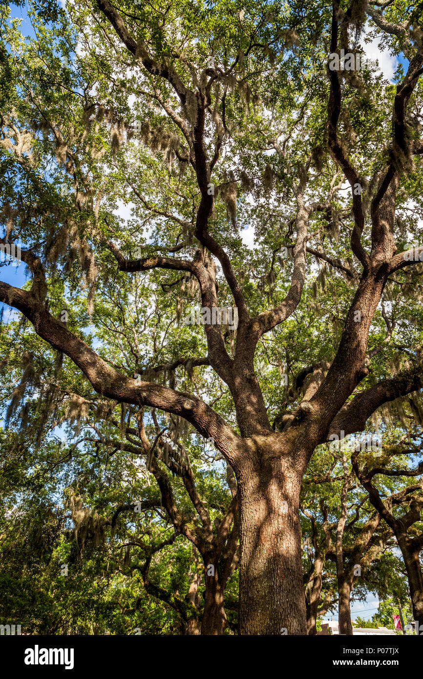 Beautiful live oak tree in Savannah Georgia. Stock Photo