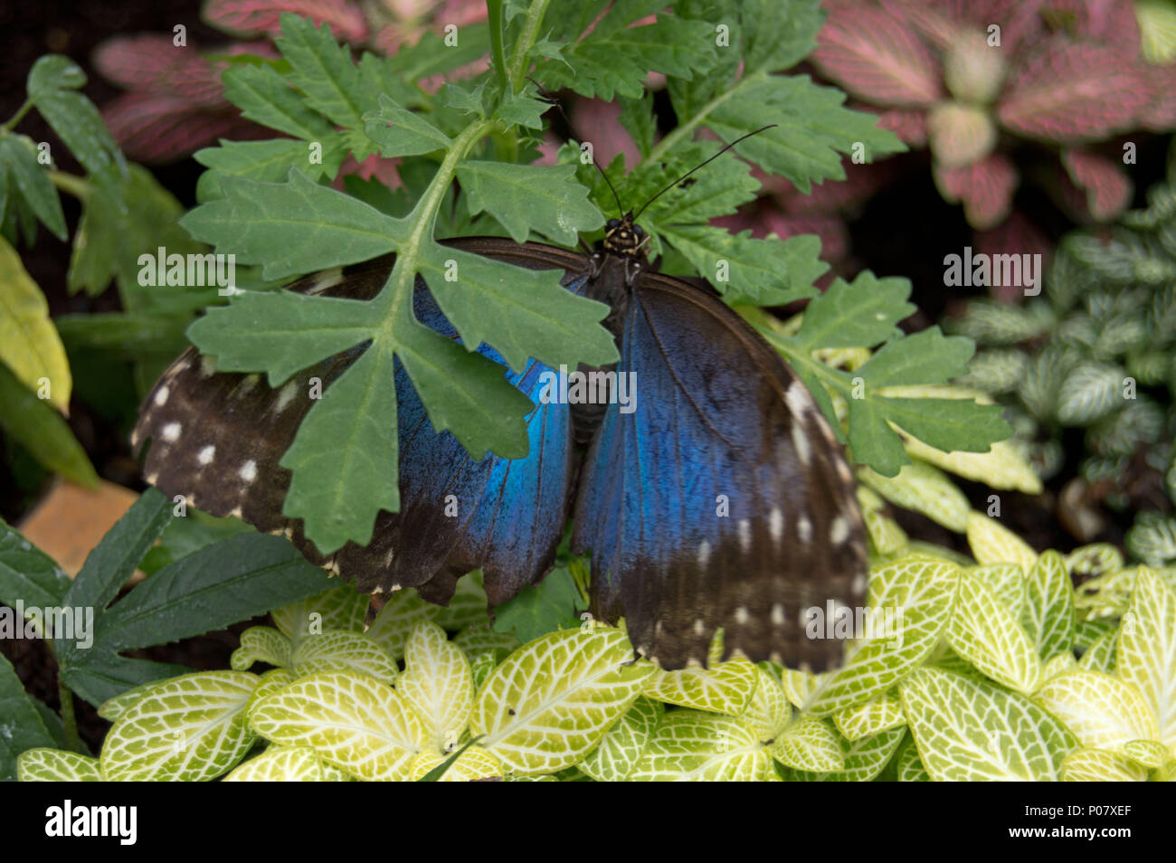 A blue morpho (Morpho menelaus) butterfly at Sensational Butterflies