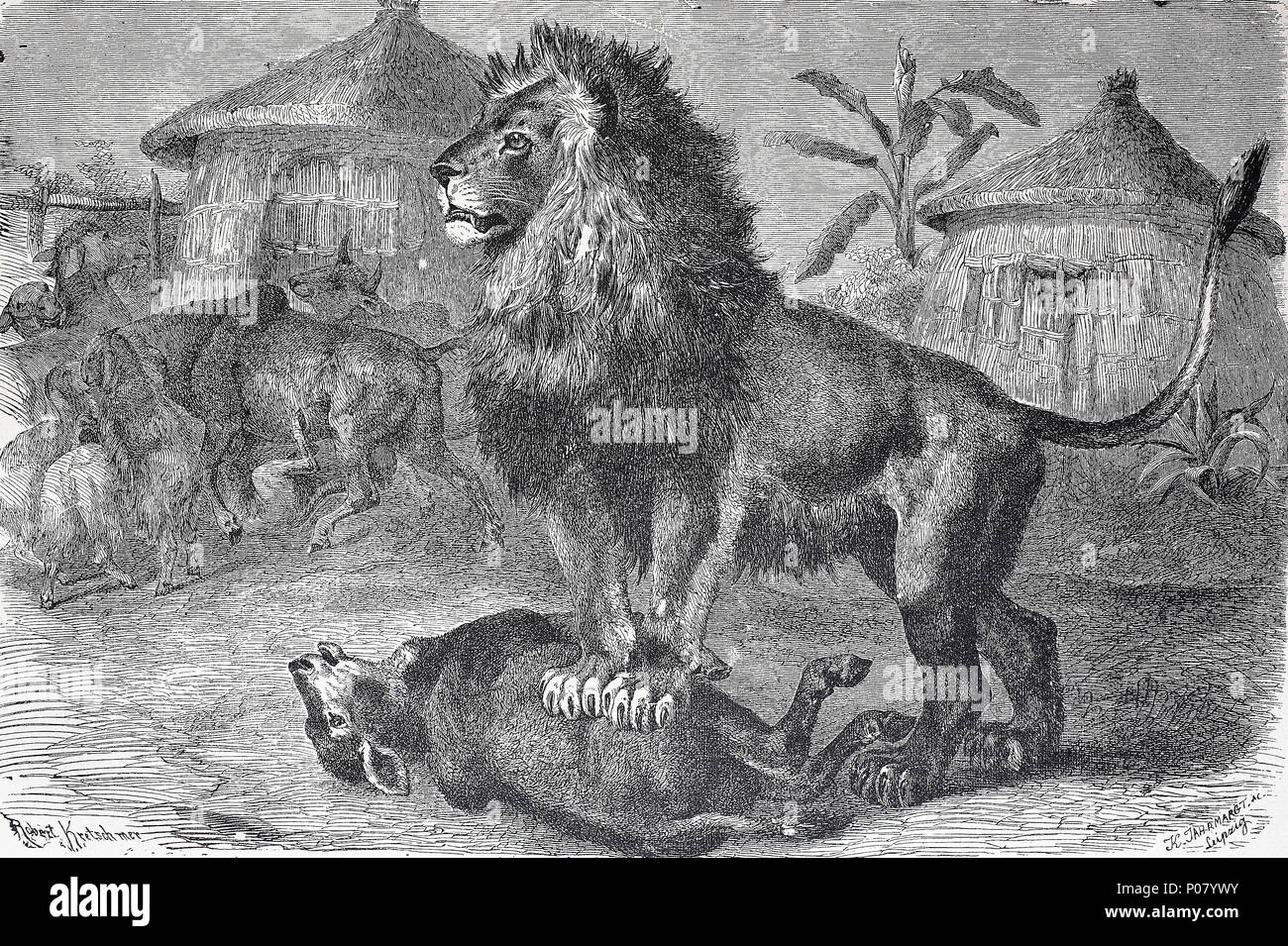 lion has torn a sheep, prey of the lion, Africa. Löwe hat ein Schaf gerissen, digital improved reproduction of an original print from the year 1881 Stock Photo