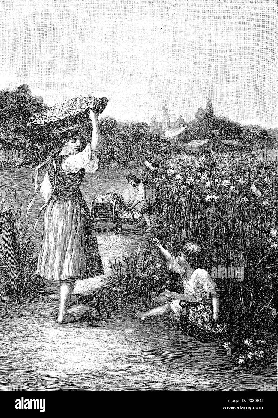 harvesting roses in bulgaria, Das Ernten von Rosen in Bulgarien, digital improved reproduction of an original print from the year 1881 Stock Photo