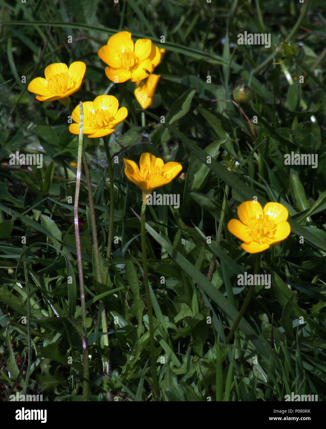 Svetlo Zuto Divlje Cvijece High Resolution Stock Photography and Images -  Alamy