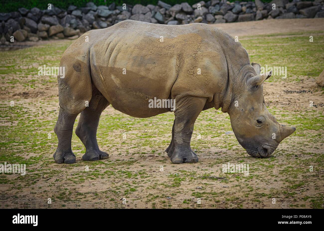 Southern White Rhinoceros (Ceratotherium simum simum) Stock Photo