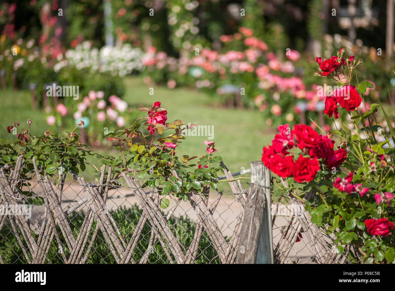 Garden of Cervantes, Rose garden in Les Corts district of Barcelona,Spain. Stock Photo