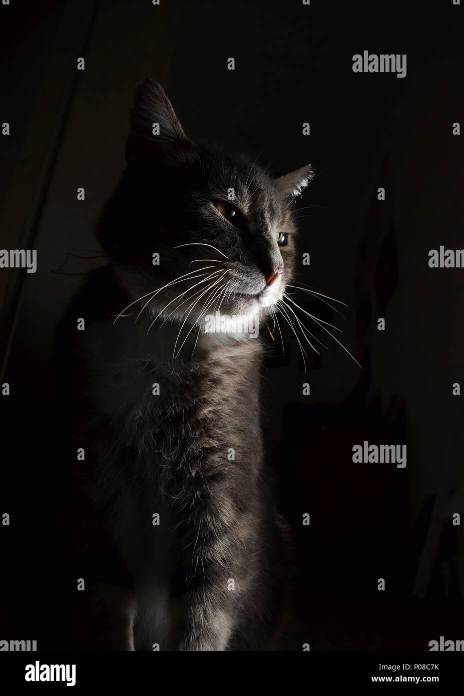 Portrait of tabby cat Stock Photo - Alamy
