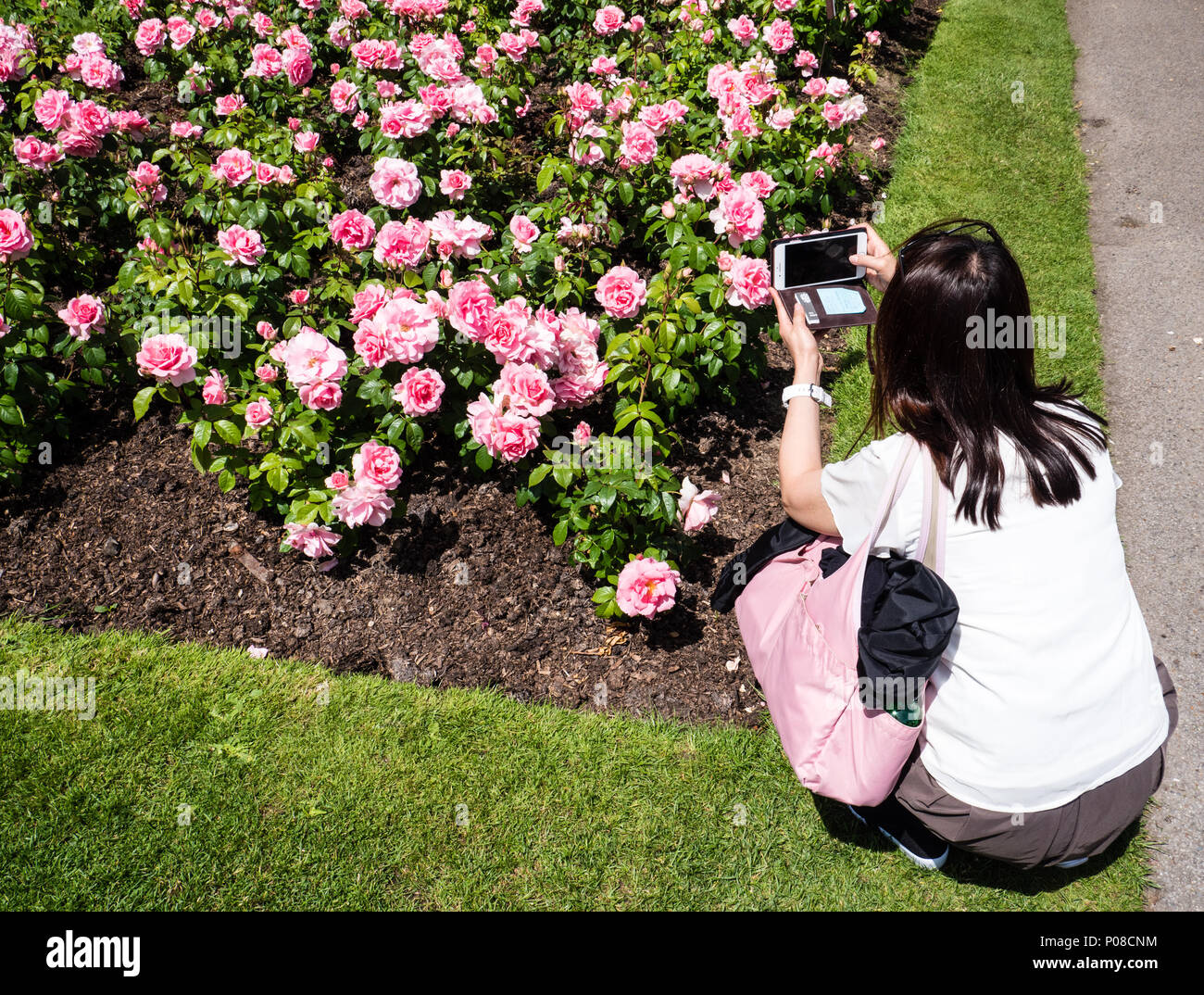 Tourist Photographing Roses, Queen Mary's Gardens, Rose Garden, Regents ...
