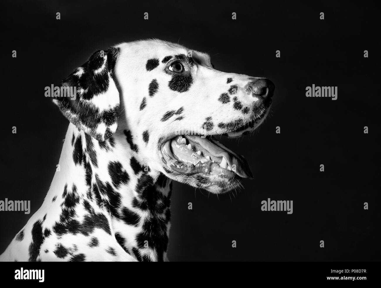 Dalmatian dog in studio with dark background Stock Photo