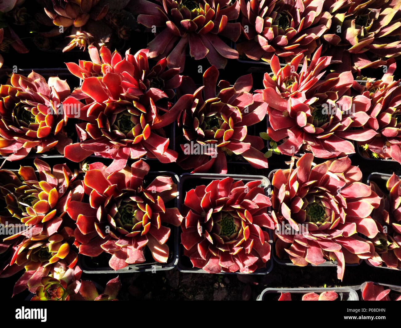 Red potted sempervivum succulents rosettes under summer sunlight from a high angle view Stock Photo