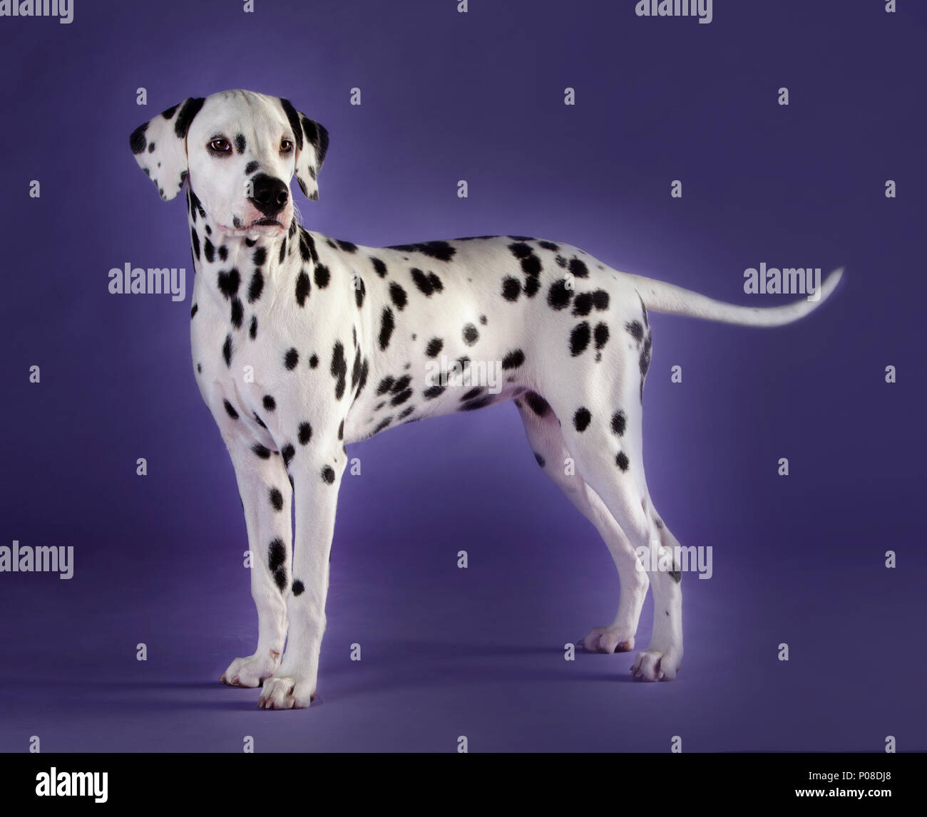 Dalmatian dog in studio with blue background Stock Photo