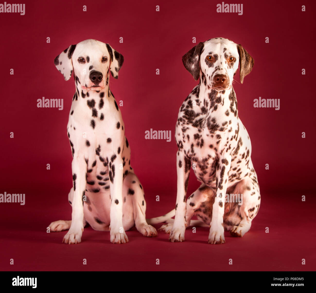 Couple of dalmatian dog in studio with red background Stock Photo - Alamy