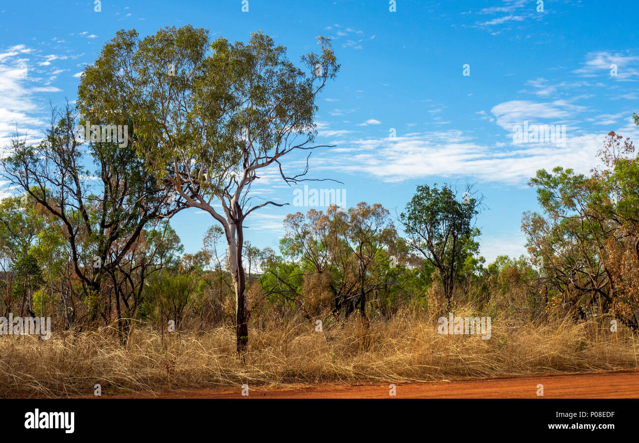 Eucalyptus gum trees in savannah woodland of Kimberley WA Australia. Stock Photo