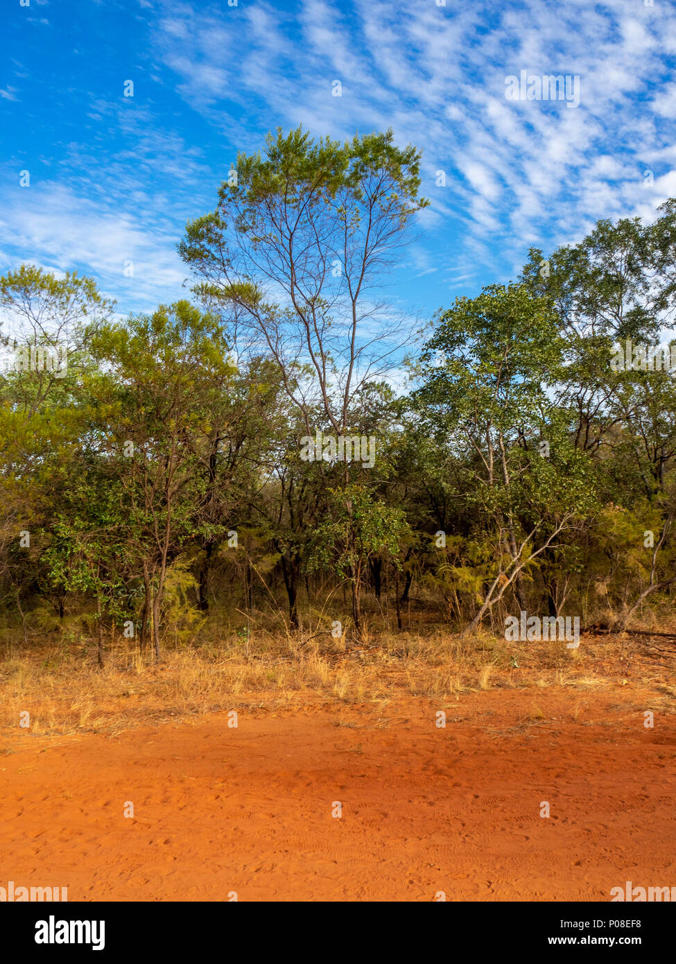Gibb Challenge 2018 eucalyptus gum trees red pindan dirt road Gibb River Road Kimberley WA Australia. Stock Photo