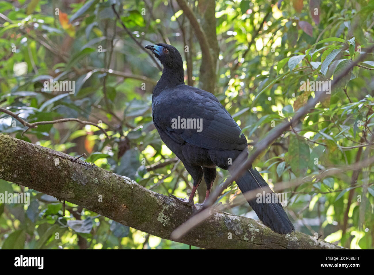 Black Guan in the Forest near Monteverde, Costa Rica Stock Photo