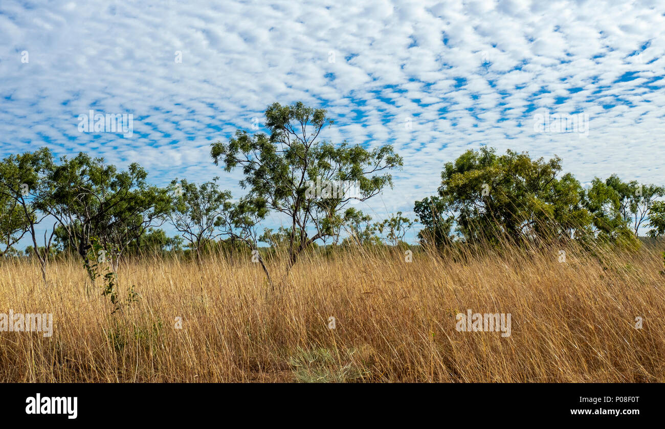 Eucalyptus gum trees in the savanna woodland of the Kimberley WA Australia. Stock Photo