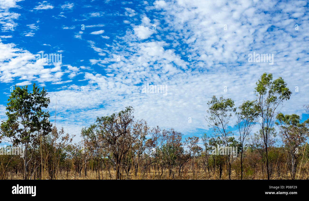 Eucalyptus gum trees in the savanna woodland of the Kimberley WA Australia. Stock Photo