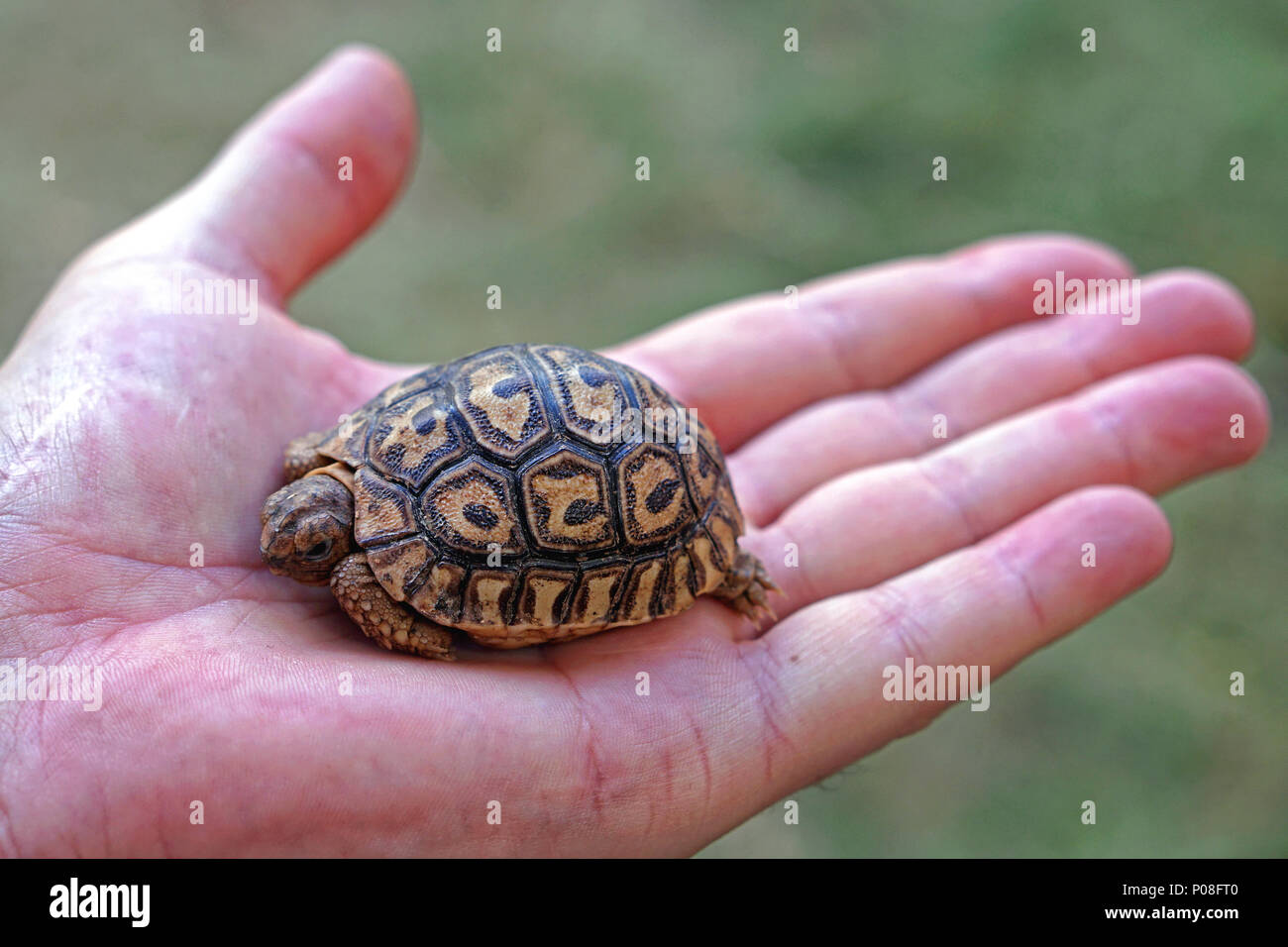 Small baby store tortoise