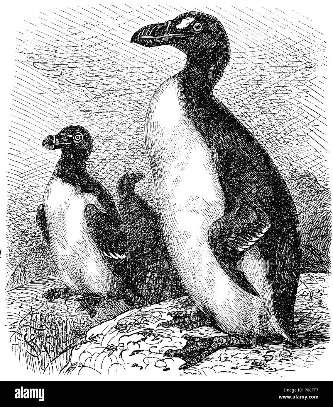 Great auk print Black and White Stock Photos & Images - Alamy