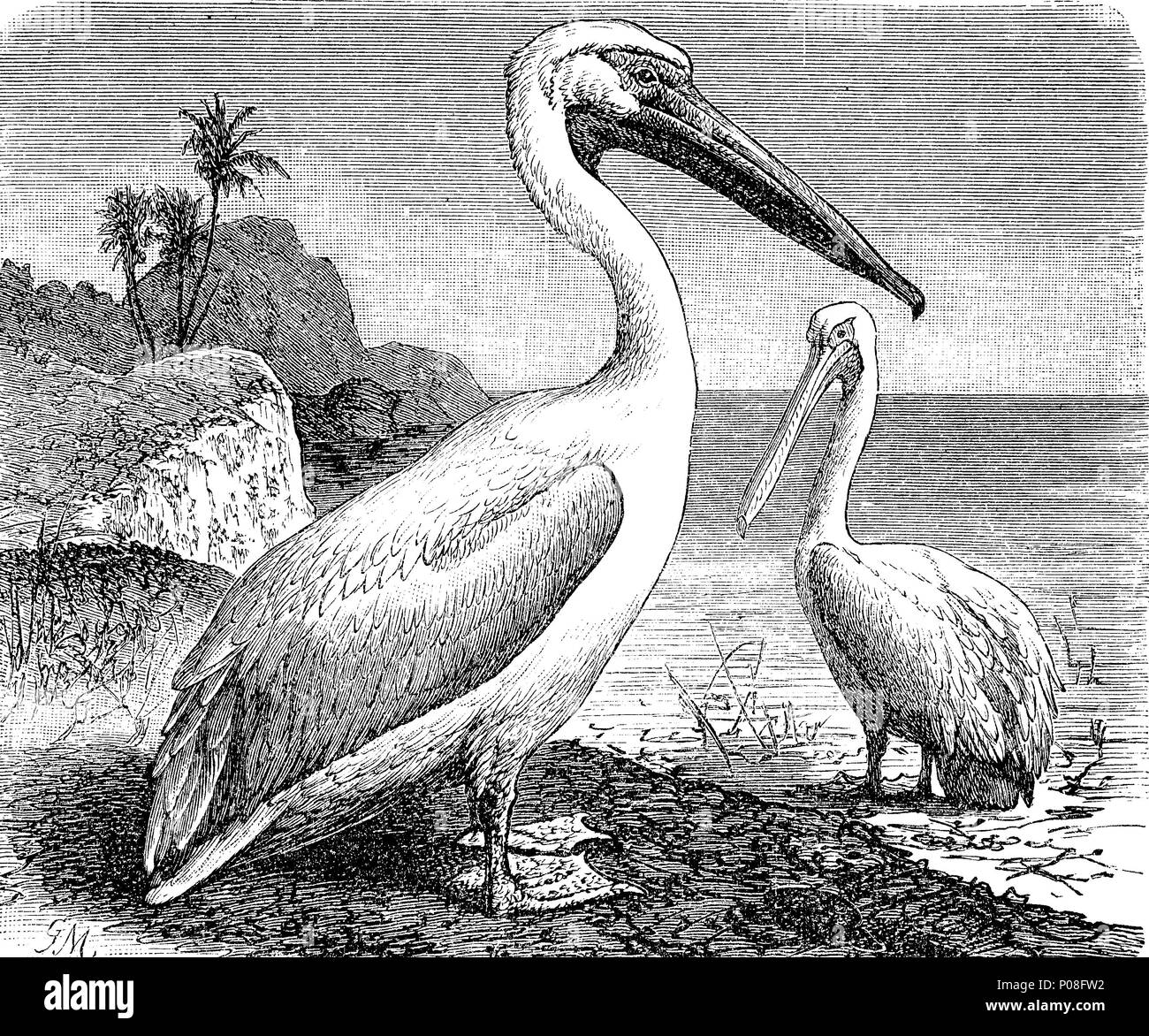 Pelikan, great white pelican, Pelecanus onocrotalus, digital improved reproduction of an original print from the year 1881 Stock Photo