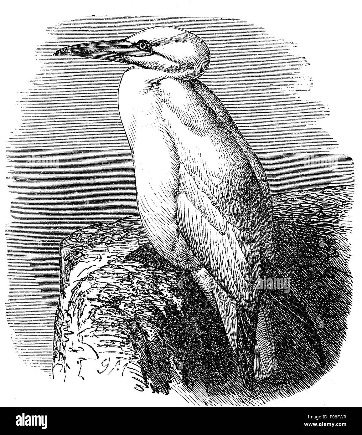TÃ¶lpel, northern gannet, Sula bassana, Morus bassanus, digital improved reproduction of an original print from the year 1881 Stock Photo