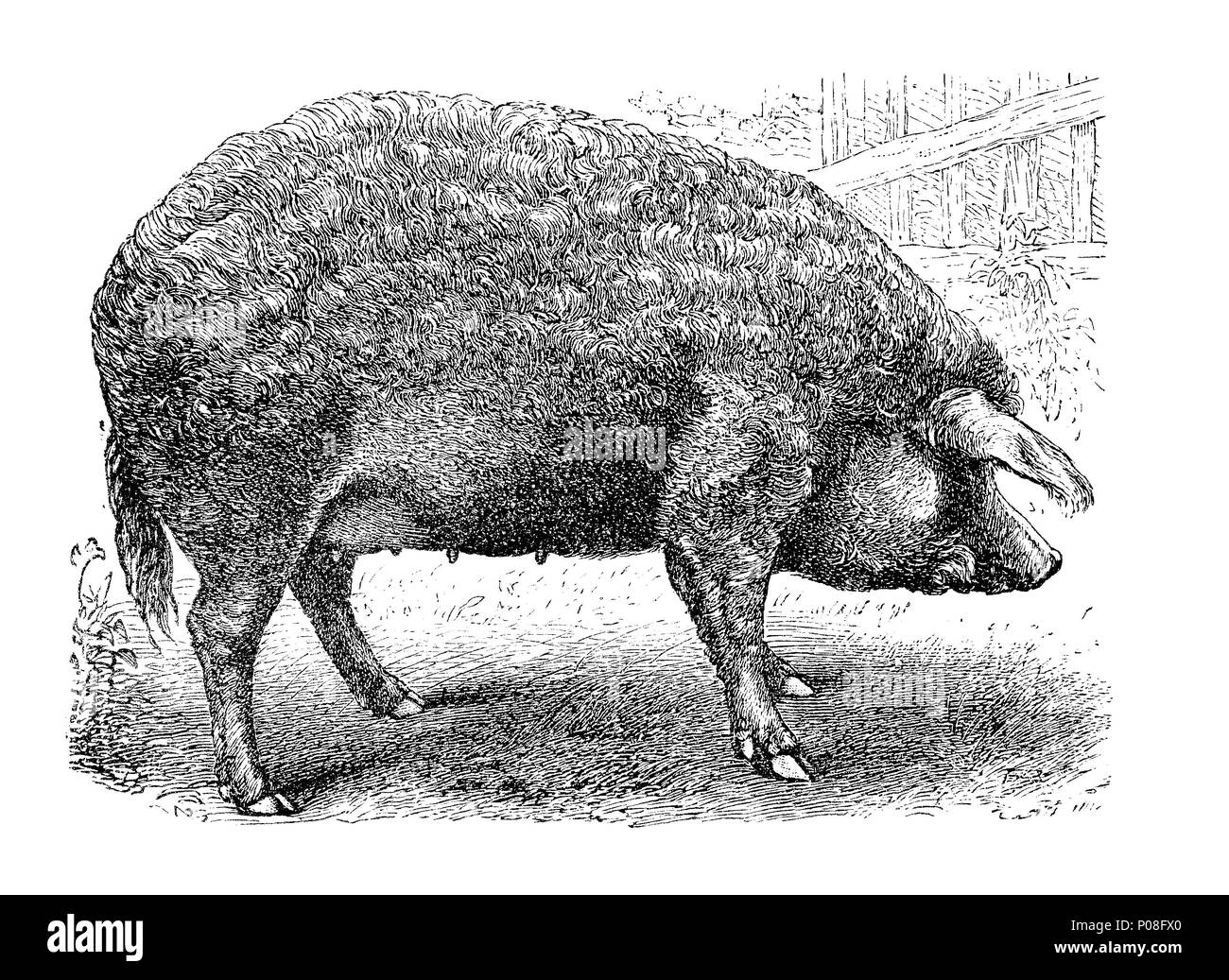 Szalontaer Schwein, Szalantai-Schwein aus Ungarn, a pig breed from hungary, digital improved reproduction of an original print from the year 1881 Stock Photo