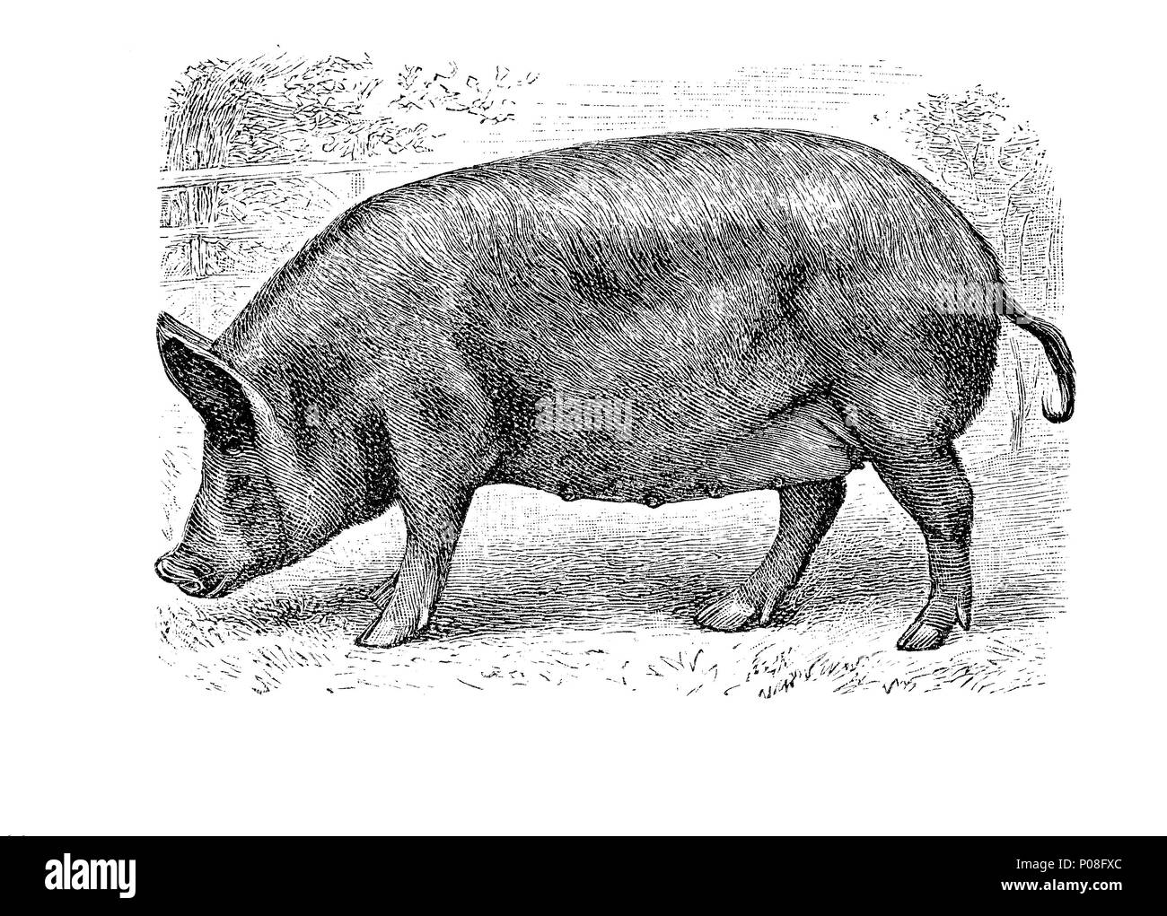 Tamworthschwein, Sus scrofa domesticus, a pig breed from England, digital improved reproduction of an original print from the year 1881 Stock Photo