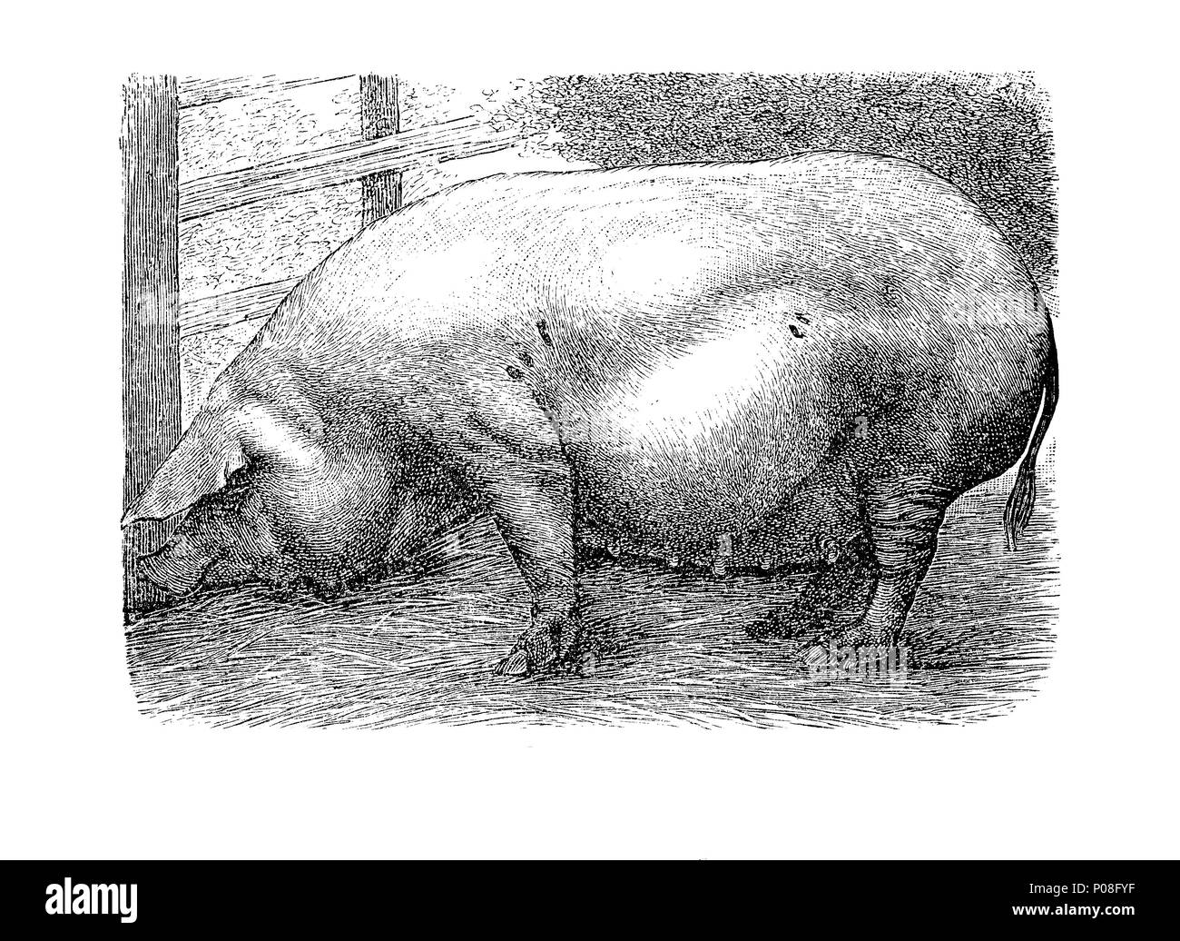 Das MeiÃŸner Schwein oder MeiÃŸner Gebrauchsschwein war eine Schweinerasse aus der Gegend um MeiÃŸen in Sachsen, a rare breed of domestic pig in Germany, Saxony, Meissen, digital improved reproduction of an original print from the year 1881 Stock Photo