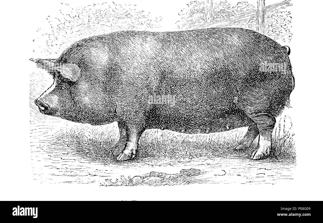 Berkshire pigs, also known as Kurobuta are a rare breed of pig originating from the English county of Berkshire. Berkshire-Schwein ist eine Schweinerasse aus GroÃŸbritannien, digital improved reproduction of an original print from the year 1881 Stock Photo