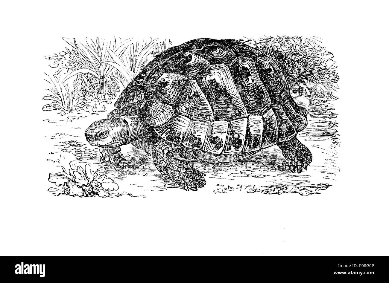common Tortoise, Greek tortoise, Griechische SchildkrÃ¶te, Testudo graeca, digital improved reproduction of an original print from the year 1881 Stock Photo