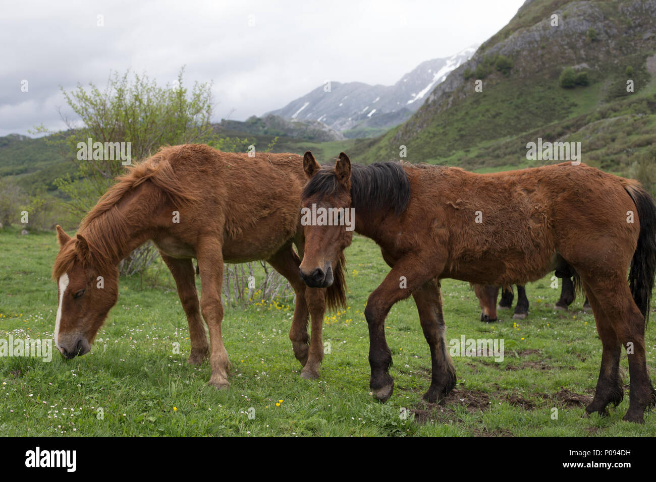 Group of wild horses Stock Photo Alamy