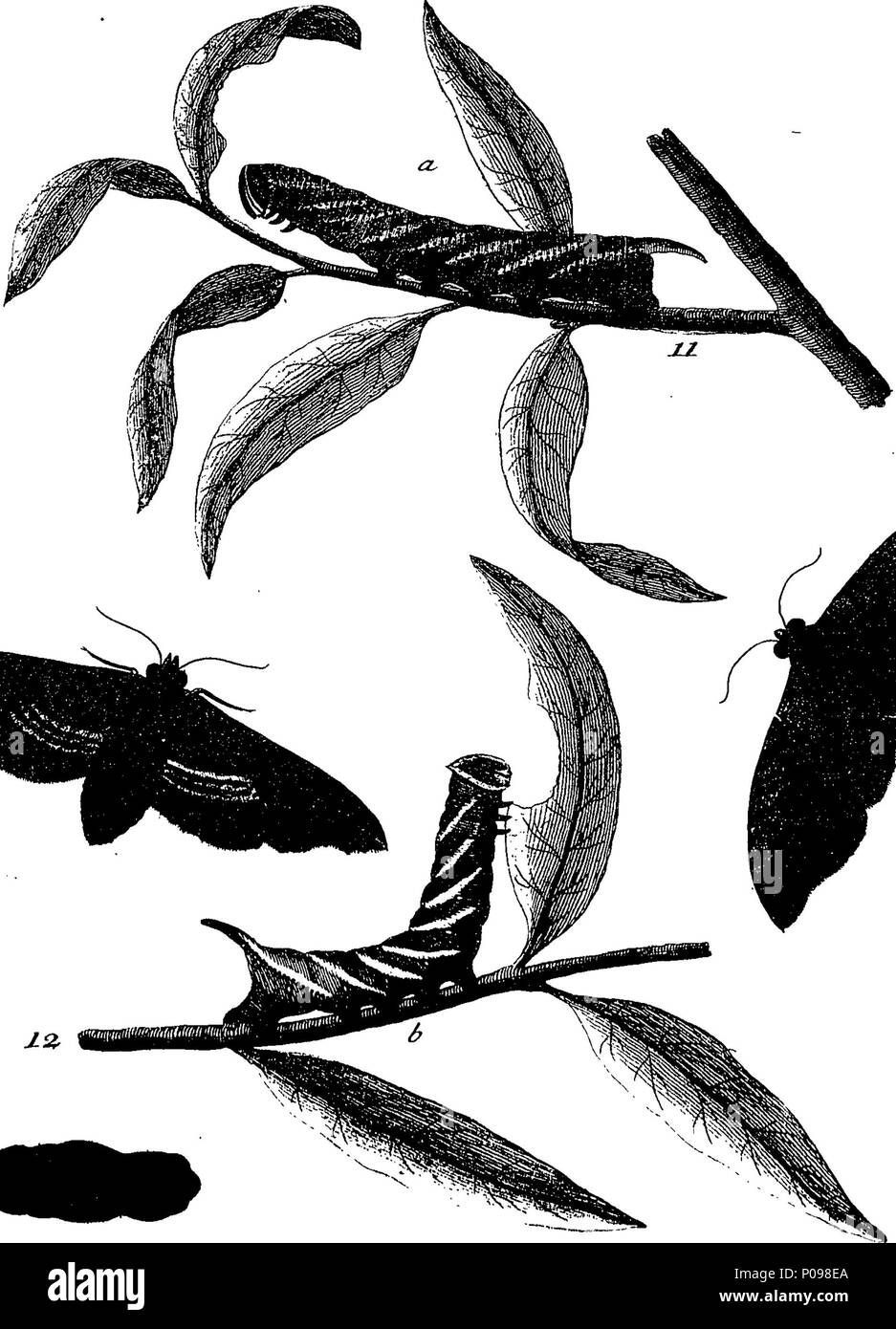 . English: Fleuron from book: A natural history of English insects ...