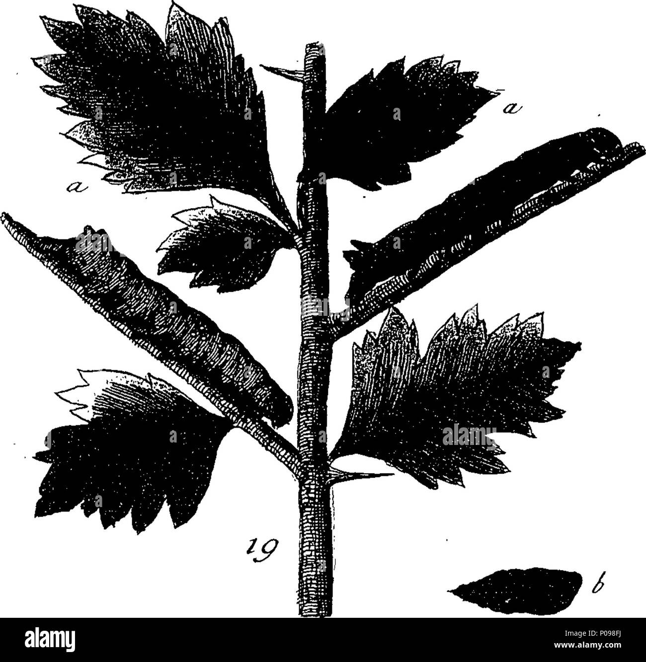 . English: Fleuron from book: A natural history of English insects ...