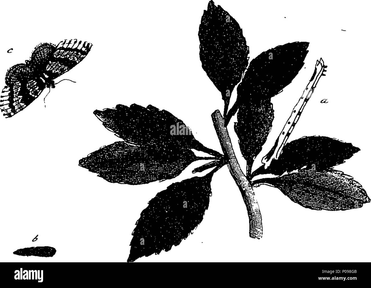 . English: Fleuron from book: A natural history of English insects ...