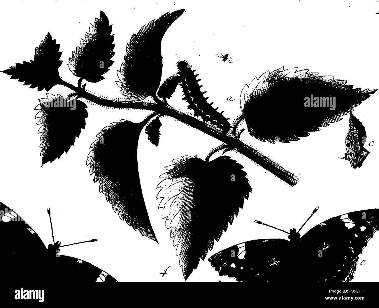 . English: Fleuron from book: A natural history of English insects ...