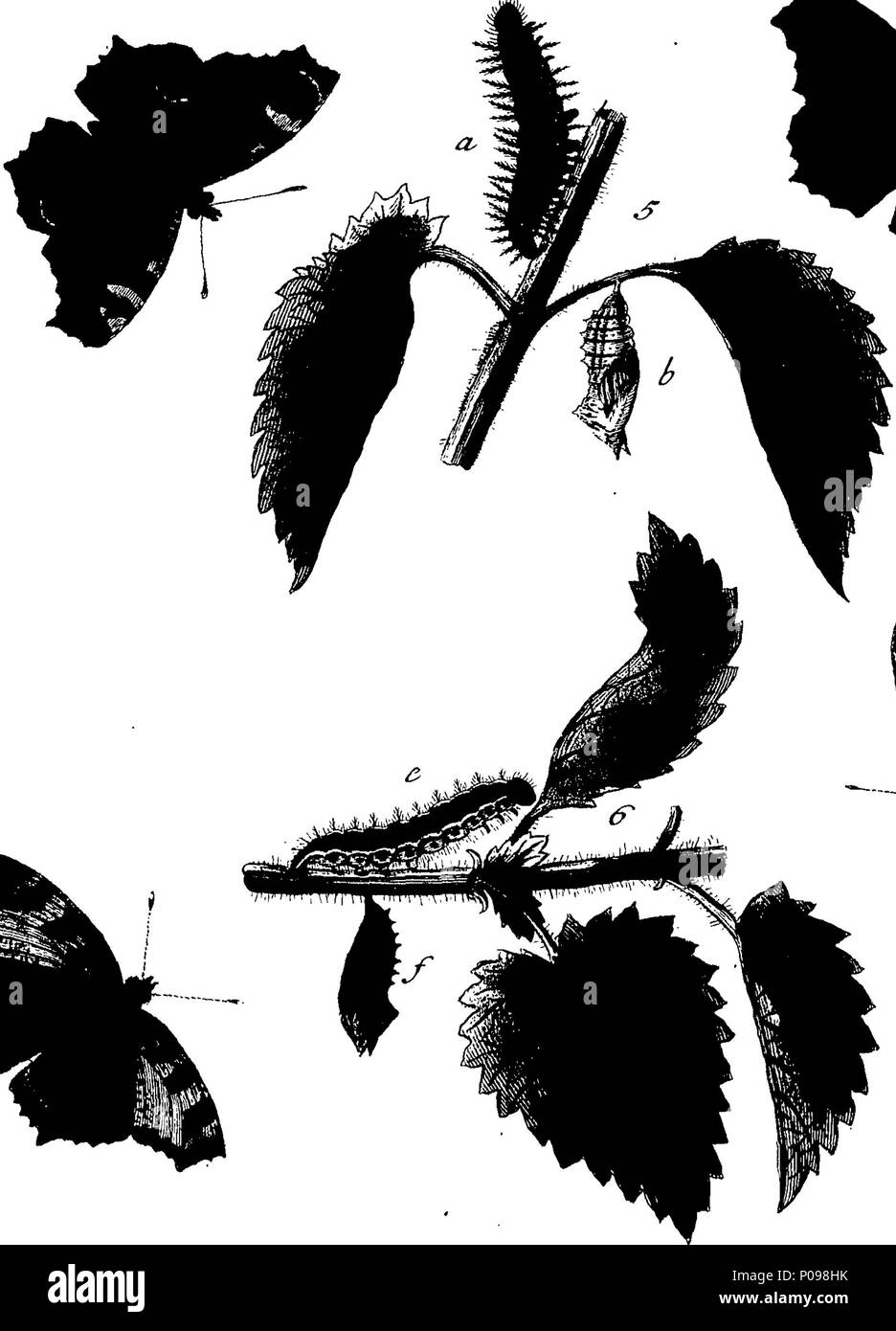 . English: Fleuron from book: A natural history of English insects ...