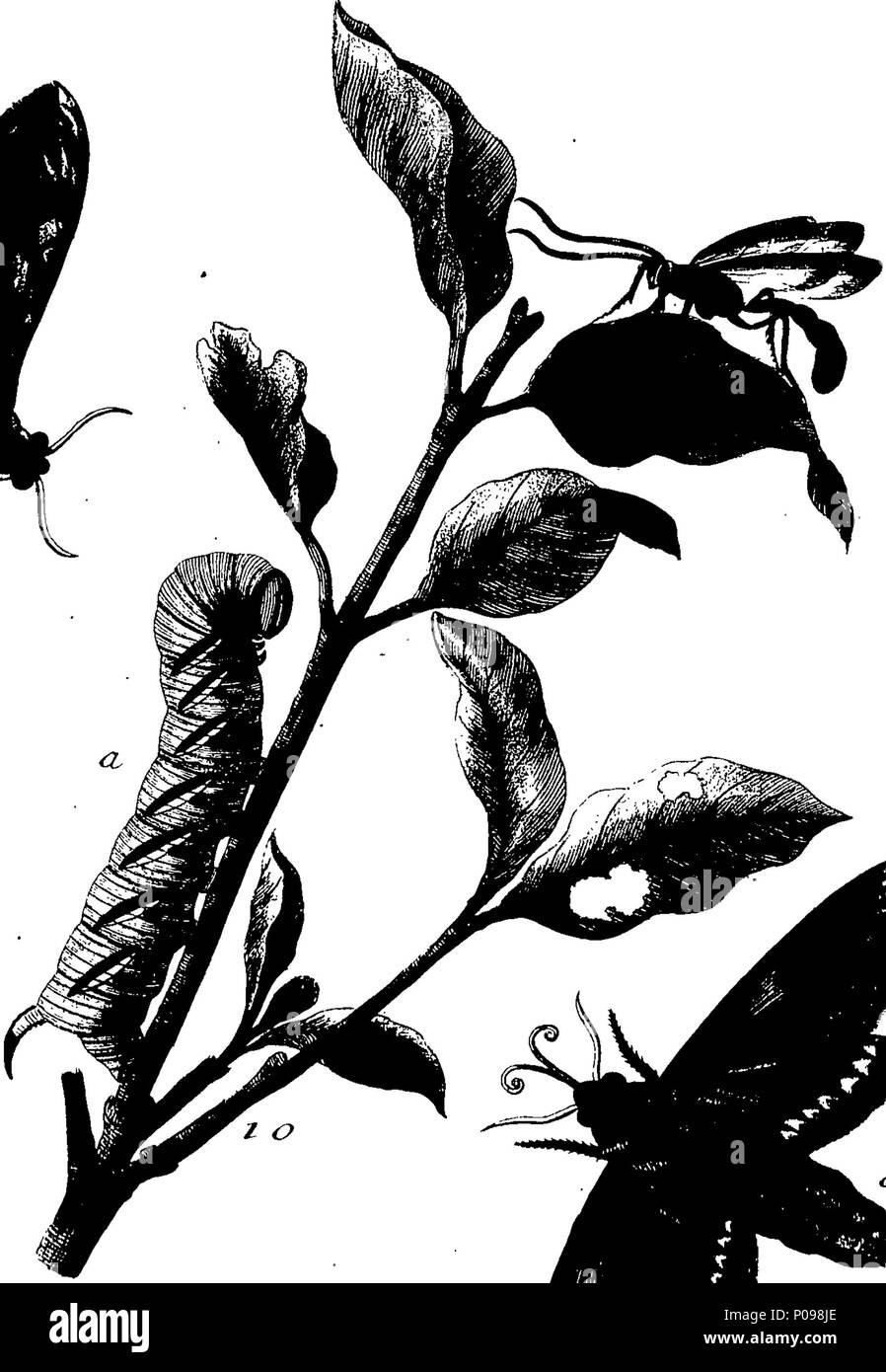. English: Fleuron from book: A natural history of English insects ...