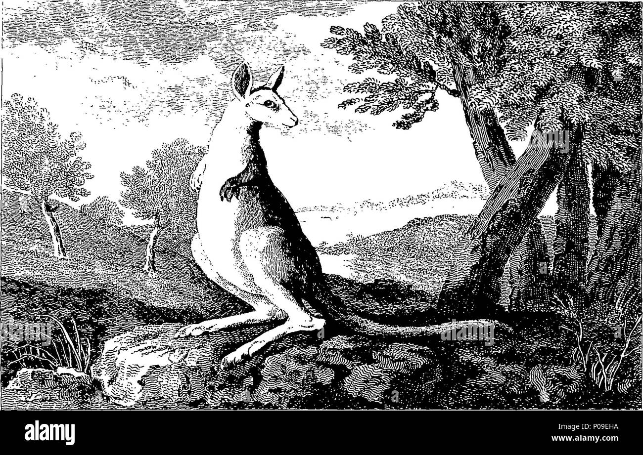 . English: Fleuron from book: A new, royal, and complete system of universal geography, antient and modern; Including All the late important Discoveries made by the English, and other celebrated Navigators of various Nations, in the different Hemispheres, From The Celebrated Columbus, the First Discoverer of America, to the Death of our no less celebrated Countryman Captain Cook, &c. And containing a genuine history and description of the whole world, AS Consisting Of Empires, Kingdoms, States, Republics, Provinces, Continents, Islands, Oceans, &c. With The Various Countries, Cities, Towns, Pr Stock Photo