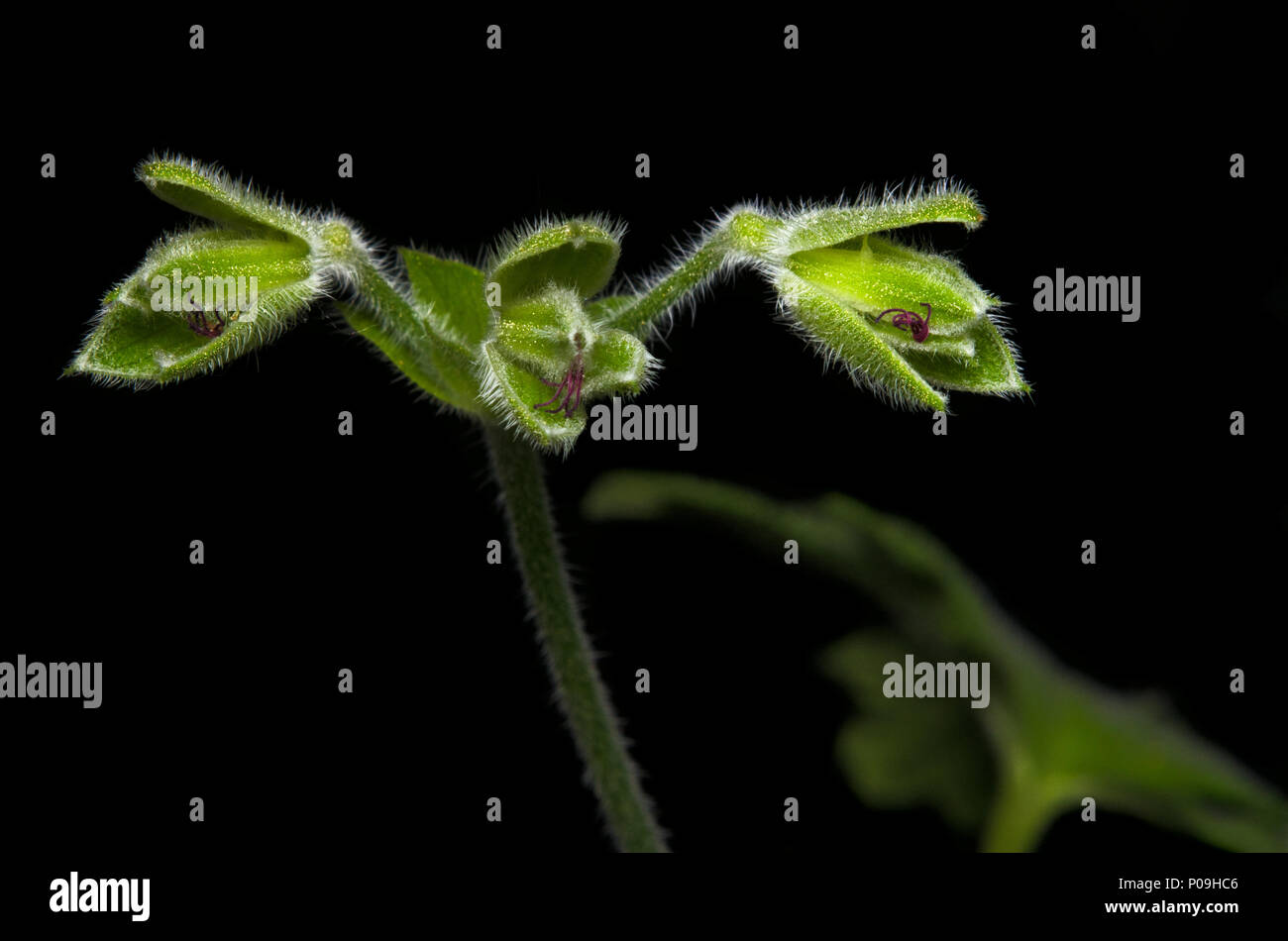 Close up of geranium's seed-vessels (Pelargonium roseum) Stock Photo