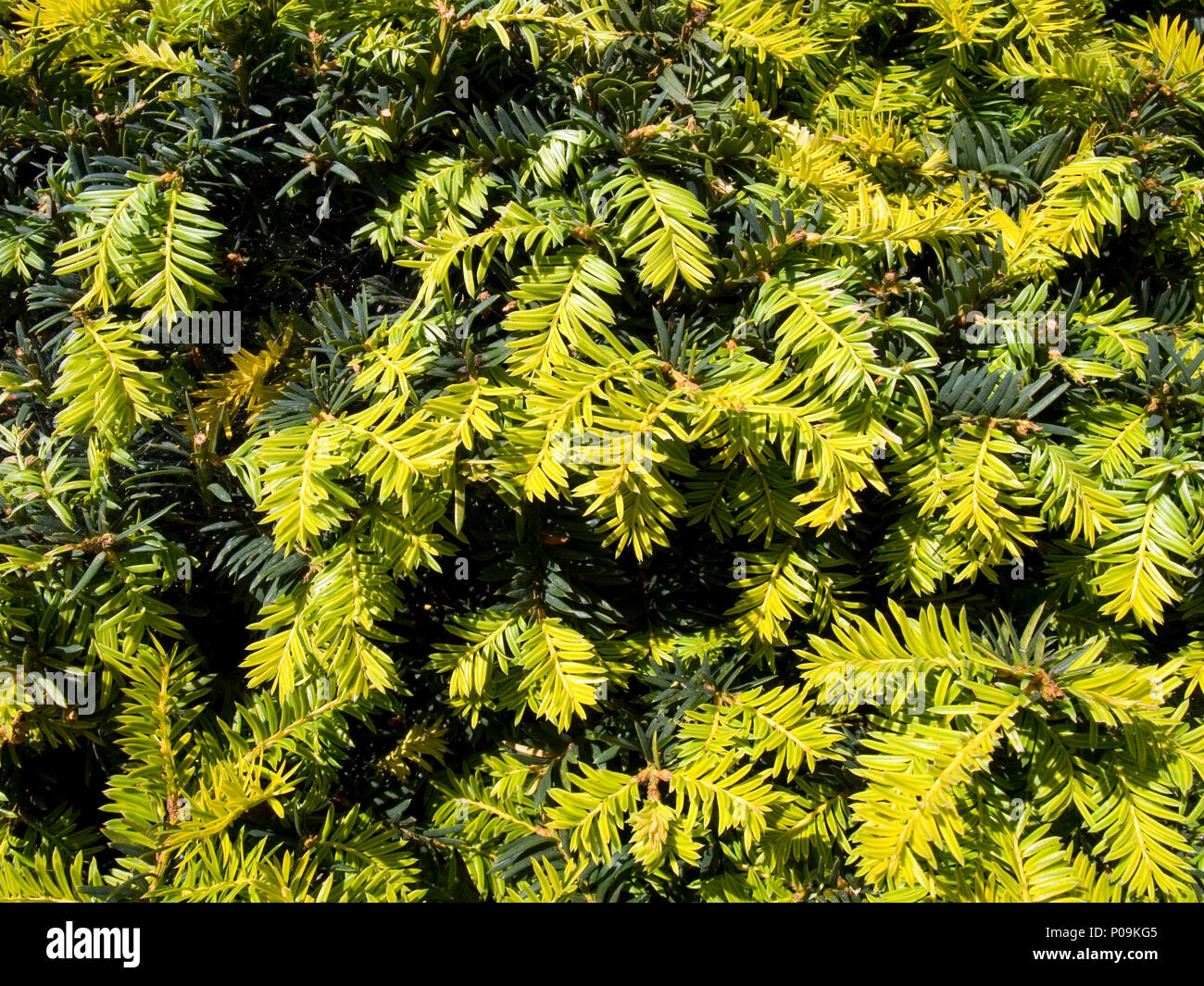 Branches of yew tree in the park Stock Photo