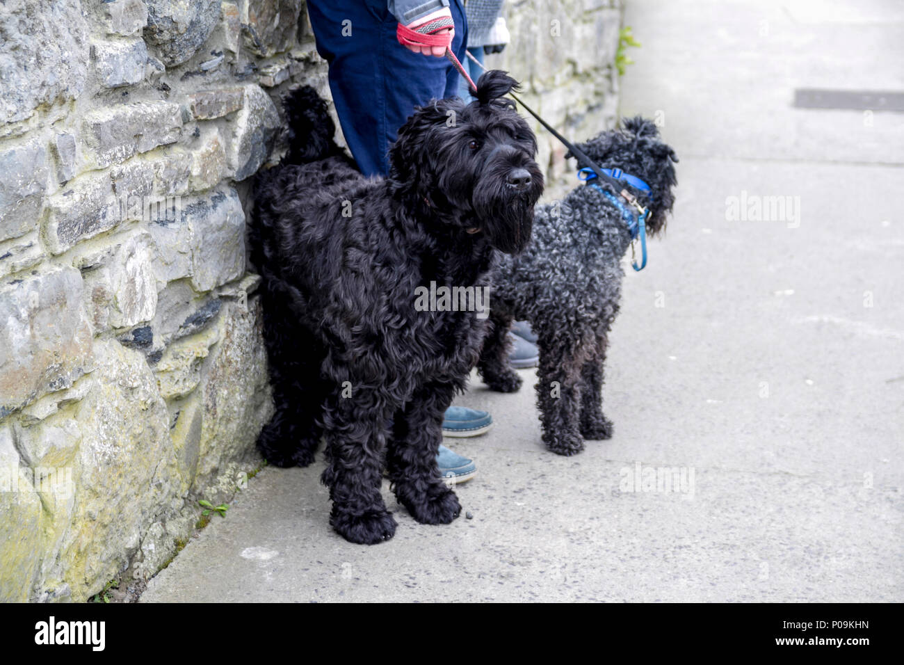 Adult black cockapoo 2025