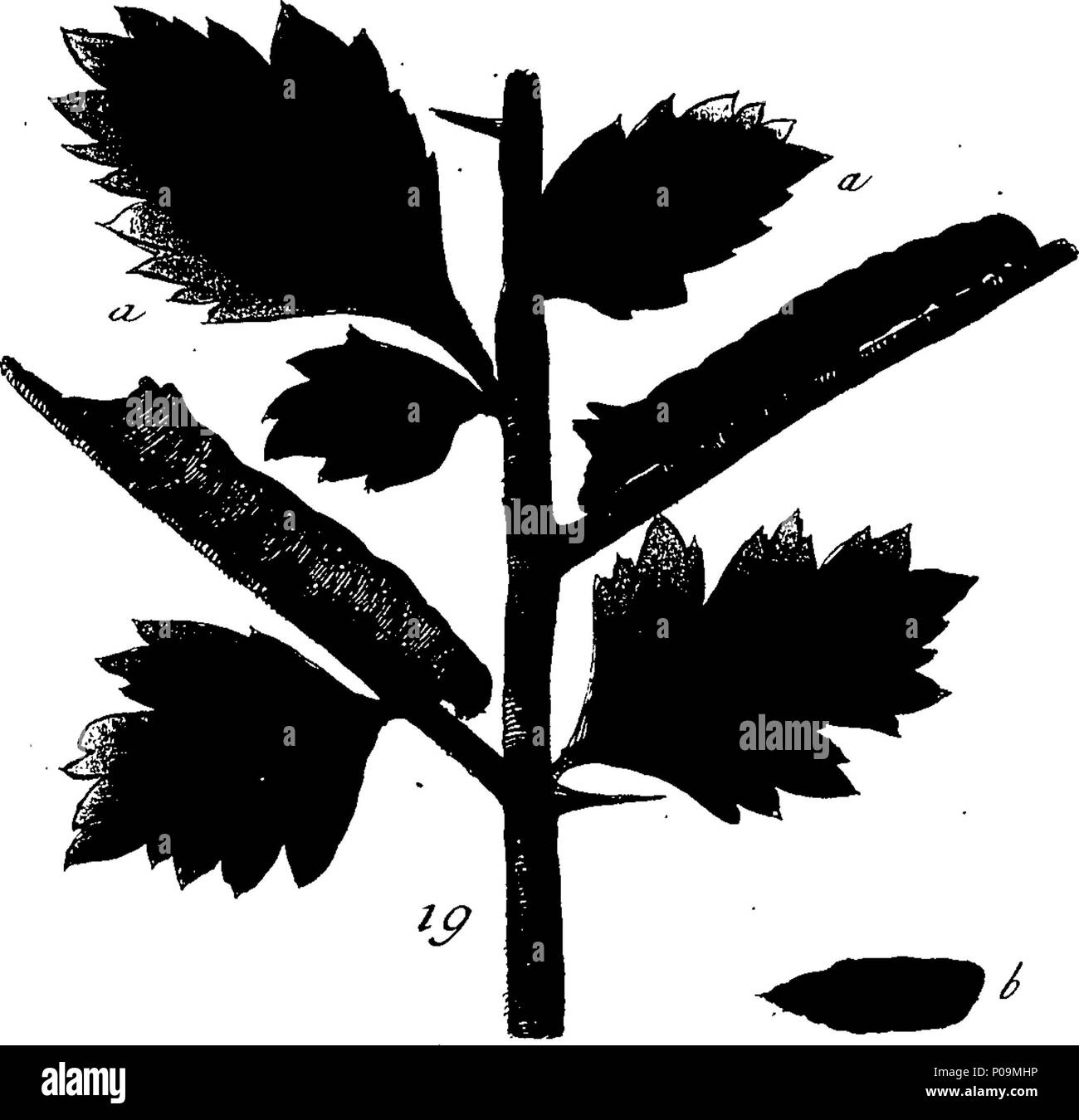 . English: Fleuron from book: A natural history of English insects ...