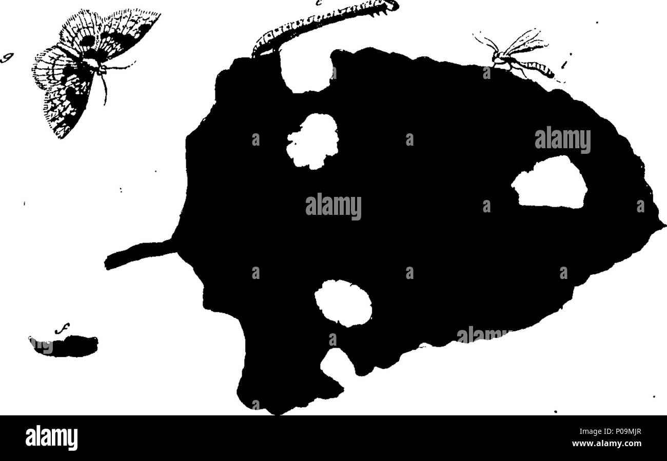 . English: Fleuron from book: A natural history of English insects ...
