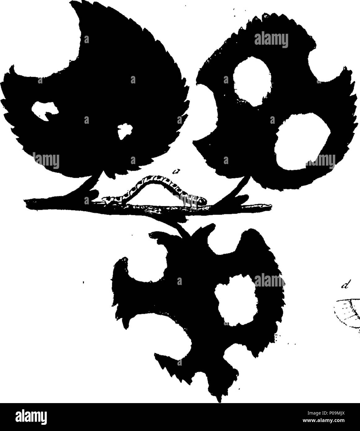 . English: Fleuron from book: A natural history of English insects ...