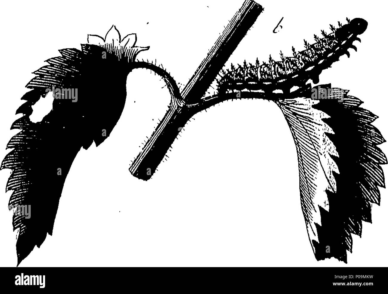 . English: Fleuron from book: A natural history of English insects ...