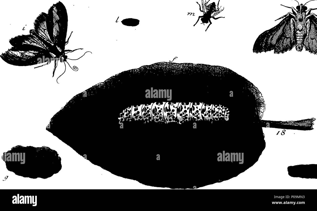 . English: Fleuron from book: A natural history of English insects ...