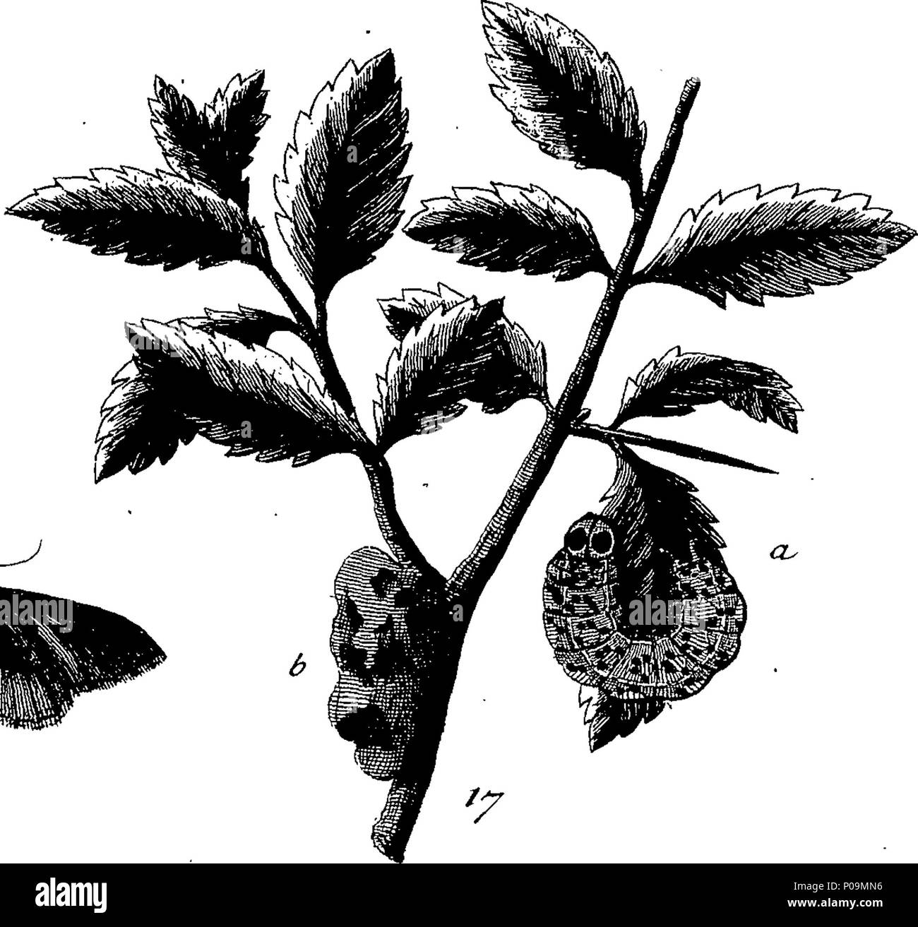 . English: Fleuron from book: A natural history of English insects ...
