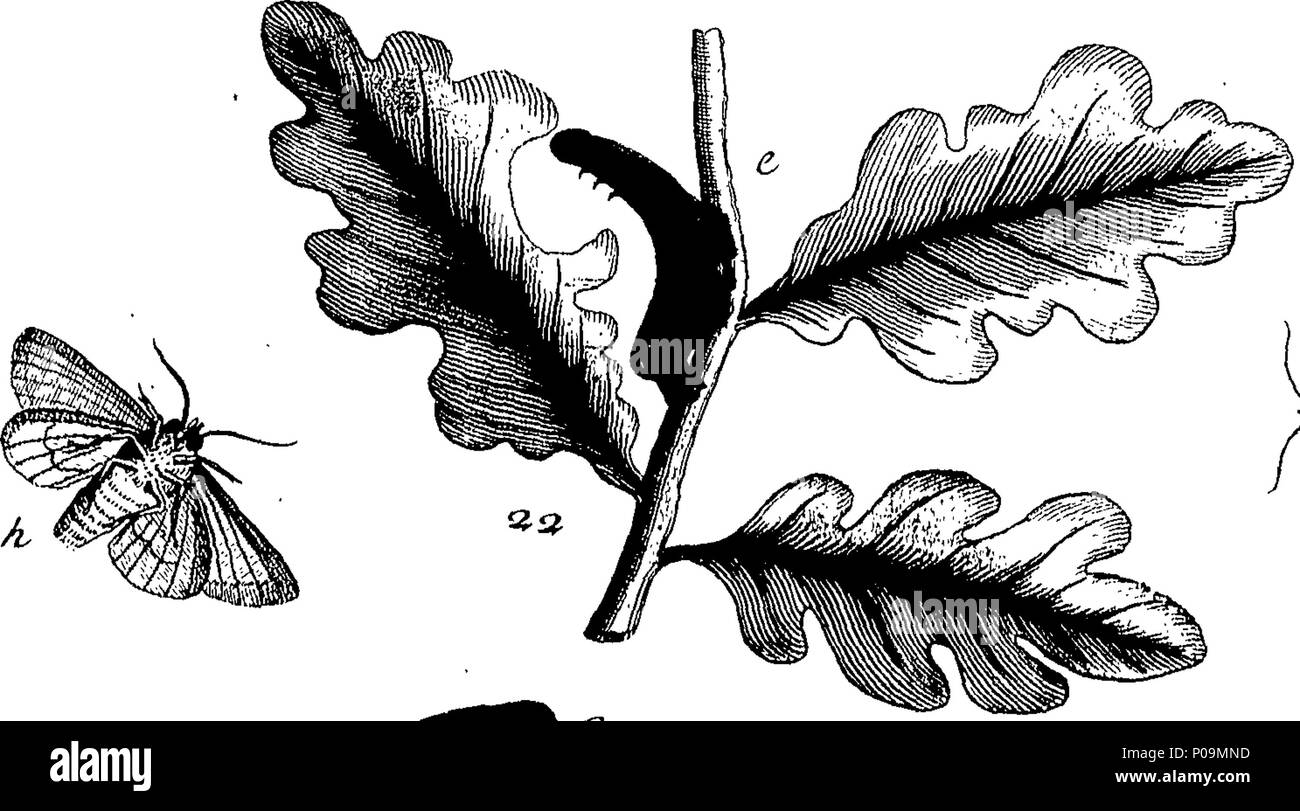 . English: Fleuron from book: A natural history of English insects ...