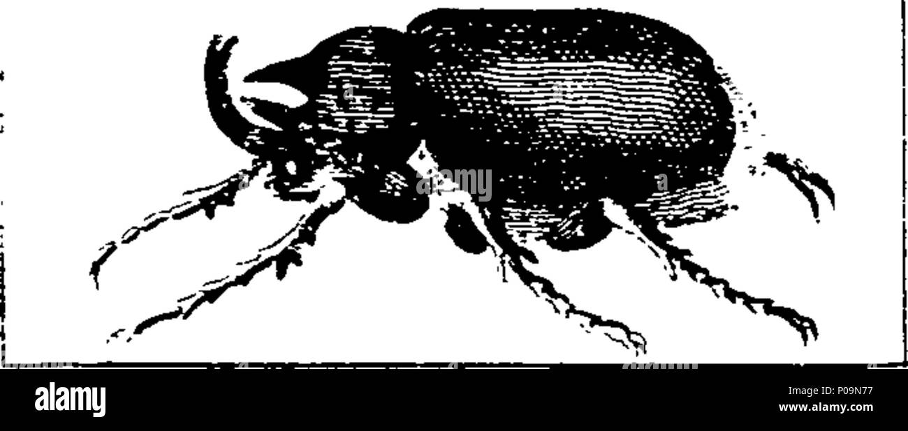 Variety of detailed illustrations of insects hi-res stock photography ...